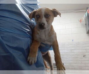 American Pit Bull Terrier Dogs for adoption in San Bernardino, CA, USA
