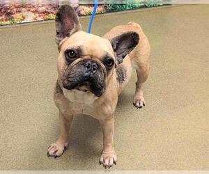 French Bulldog-Unknown Mix Dogs for adoption in Moreno Valley, CA, USA