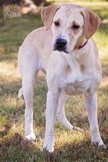 Labrador Retriever Dogs for adoption in Pryor, OK, USA