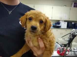 Wapoo Dogs for adoption in Camarillo, CA, USA