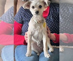 Mutt Dogs for adoption in Sandy, UT, USA