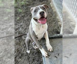American Pit Bull Terrier-Unknown Mix Dogs for adoption in Riverside, CA, USA