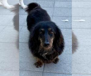 Dachshund Dogs for adoption in Los Angeles, CA, USA