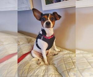 Rat Terrier Dogs for adoption in Westminster, MD, USA