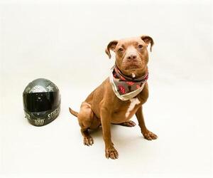 Mutt Dogs for adoption in Sanford, FL, USA
