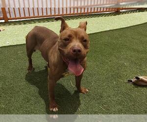 American Pit Bull Terrier-Unknown Mix Dogs for adoption in Las Vegas, NV, USA