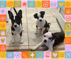 Mutt Dogs for adoption in Walnutport, PA, USA