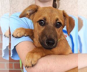 Dachshund-Unknown Mix Dogs for adoption in Carrollton, TX, USA
