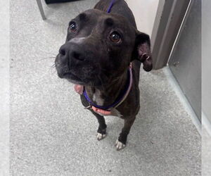 American Pit Bull Terrier Dogs for adoption in Pasadena, TX, USA