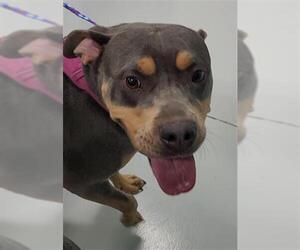 American Bulldog Dogs for adoption in Temple, TX, USA