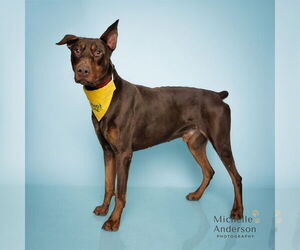 Doberman Pinscher Dogs for adoption in Corona, CA, USA