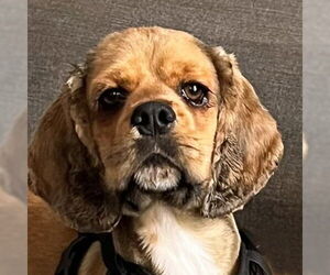 Cocker Spaniel Dogs for adoption in Arlington, VA, USA
