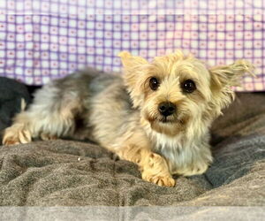 Mutt Dogs for adoption in Bon Carbo, CO, USA