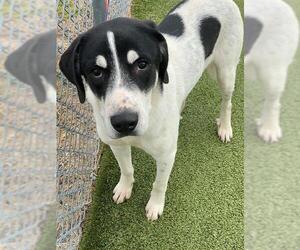 Great Pyrenees-Unknown Mix Dogs for adoption in Fayetteville, NC, USA