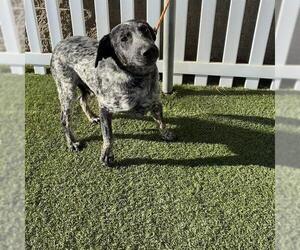 German Shorthaired Pointer Dogs for adoption in Modesto, CA, USA