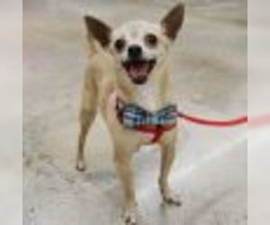 Chihuahua-Unknown Mix Dogs for adoption in League City, TX, USA