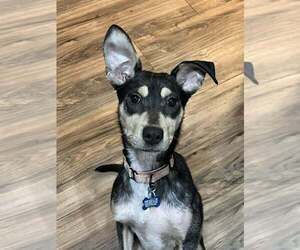 Mutt Dogs for adoption in Springdale, PA, USA