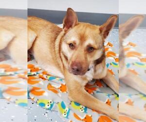 Carolina Dog-Unknown Mix Dogs for adoption in Greenville, IL, USA
