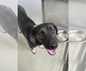 German Shepherd Dog-Unknown Mix Dogs for adoption in Fayetteville, NC, USA