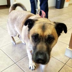 Small Pembroke Welsh Corgi-Pug Mix