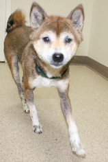 Shiba Inu Dogs for adoption in Salem, MA, USA