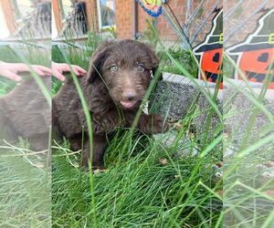 Mutt Dogs for adoption in Sandy, UT, USA