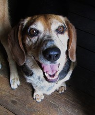 Bagle Hound Dogs for adoption in Rutherfordton, NC, USA