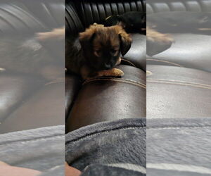 Chiweenie Dogs for adoption in Ball Ground, GA, USA