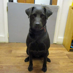 Medium Photo #1 Labrador Retriever-Unknown Mix Puppy For Sale in Fayetteville, TN, USA
