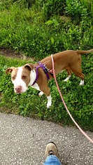 American Staffordshire Terrier Dogs for adoption in Durand, WI, USA