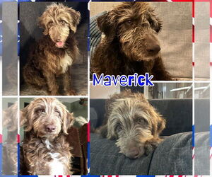 Poodle (Standard)-Unknown Mix Dogs for adoption in New London, WI, USA