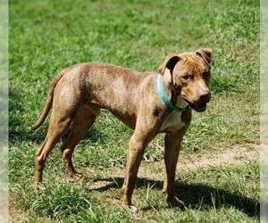 American Pit Bull Terrier-Unknown Mix Dogs for adoption in Greenville, SC, USA