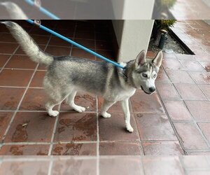 Siberian Husky Dogs for adoption in Pasadena, CA, USA