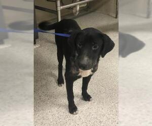 Labrador Retriever-Unknown Mix Dogs for adoption in Conroe, TX, USA
