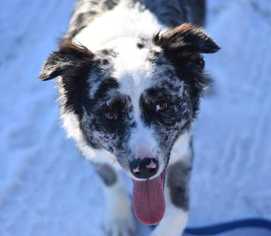 Australian Shepherd-Unknown Mix Dogs for adoption in Dodson, MT, USA