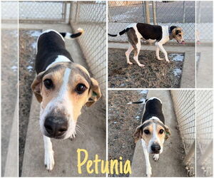 Mutt Dogs for adoption in Pierceton , IN, USA