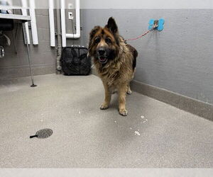 German Shepherd Dog-Unknown Mix Dogs for adoption in Las Vegas, NV, USA