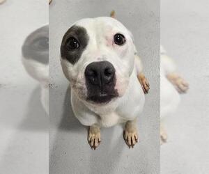 American Pit Bull Terrier Dogs for adoption in Augusta, GA, USA