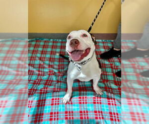 American Pit Bull Terrier Dogs for adoption in Ogden, UT, USA