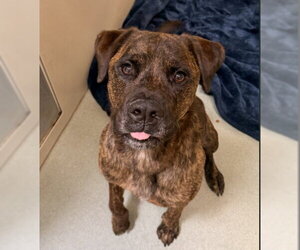 Mastiff-Unknown Mix Dogs for adoption in Placerville, CA, USA