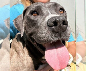 Mutt Dogs for adoption in Sacramento, CA, USA