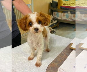 Mutt Dogs for adoption in Benton, LA, USA