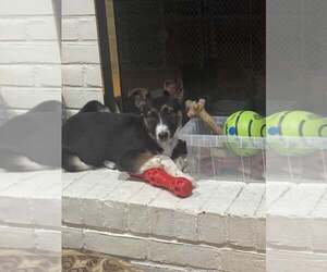 German Shepherd Dog-Unknown Mix Dogs for adoption in Woodbury, NY, USA