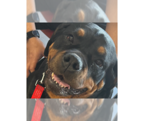 Rottweiler Dogs for adoption in Gilbert, AZ, USA
