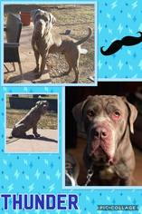 Neapolitan Mastiff Dogs for adoption in Fenton, MO, USA