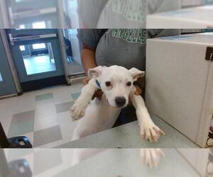 American Pit Bull Terrier Dogs for adoption in Oklahoma City, OK, USA