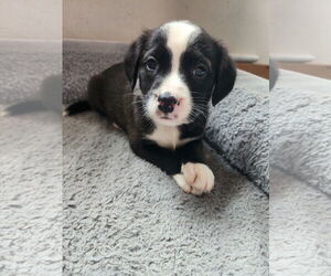 Borador Dogs for adoption in New London, WI, USA