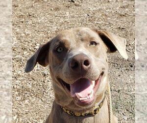 Chesapeake Bay Retriever Dogs for adoption in Yreka, CA, USA