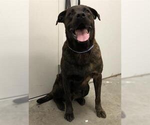Mastiff Dogs for adoption in Rosenberg, TX, USA