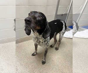 Coonhound Dogs for adoption in Virginia Beach, VA, USA